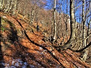21 Sentiero tapezzato delle  foglie dei faggi ormai spogli 